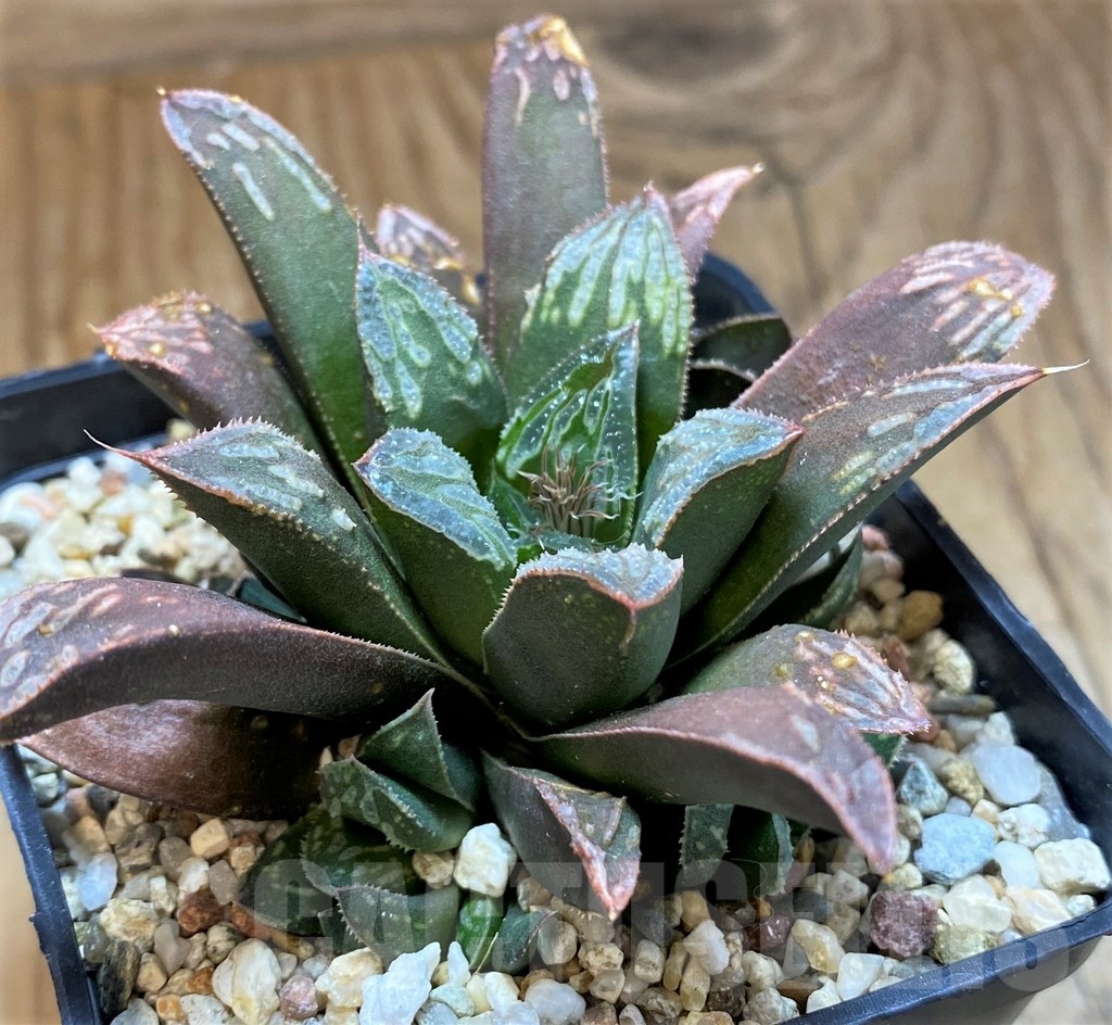 SH21240 Haworthia mutica hybrid - Image 2