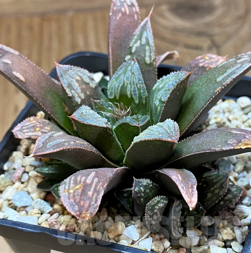 SH21240 Haworthia mutica hybrid - Image 3