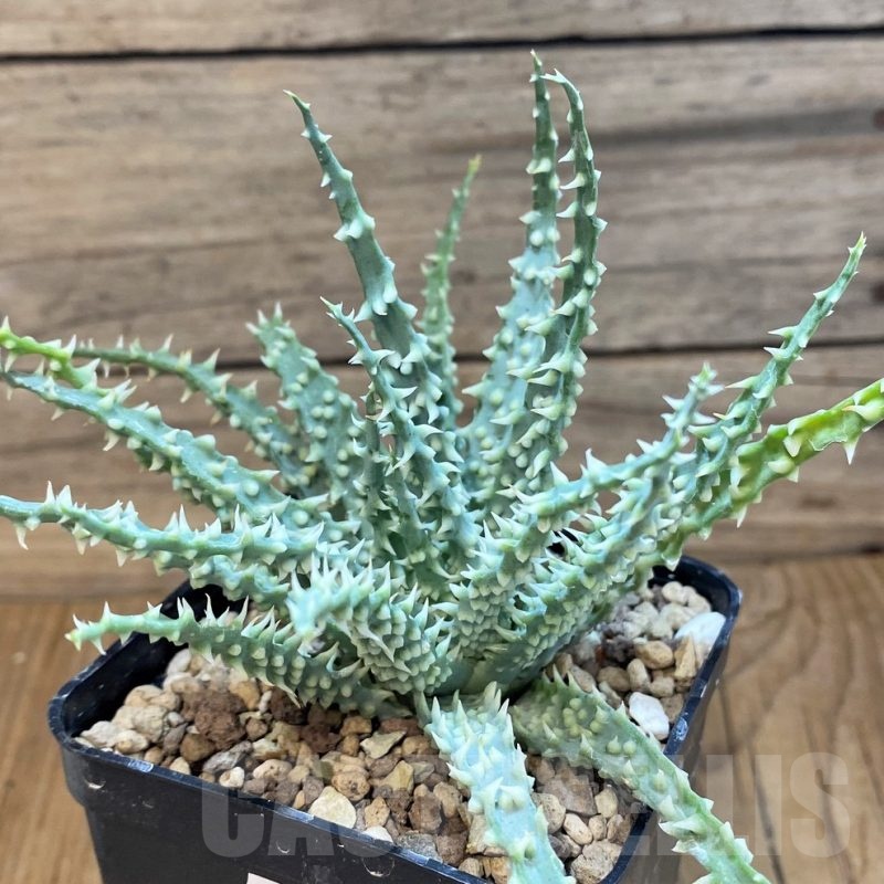 SH21206 Aloe humilis