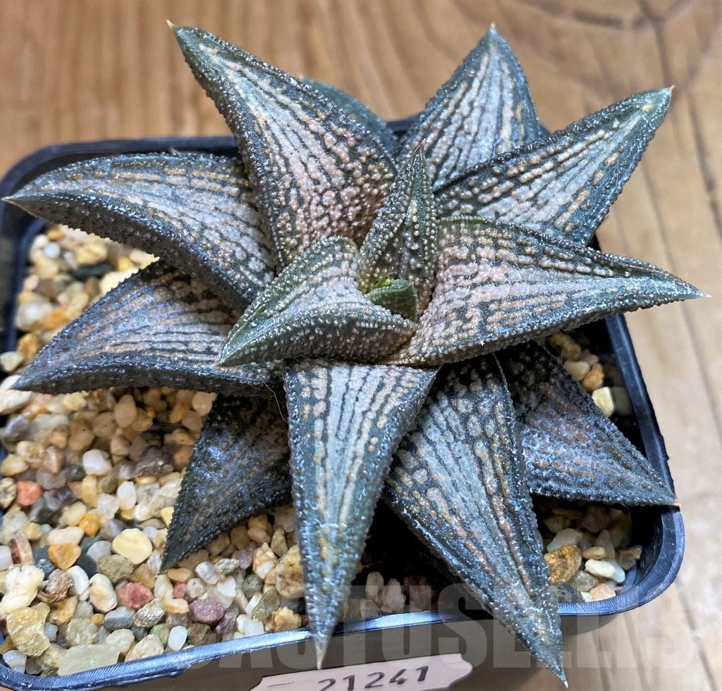 SH21241 Haworthia 'Kintaikyo' - Imagen 2