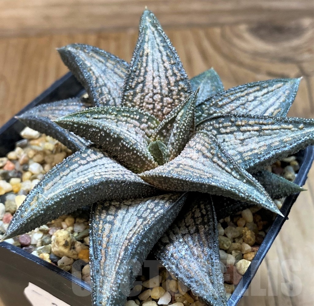 SH21241 Haworthia 'Kintaikyo'