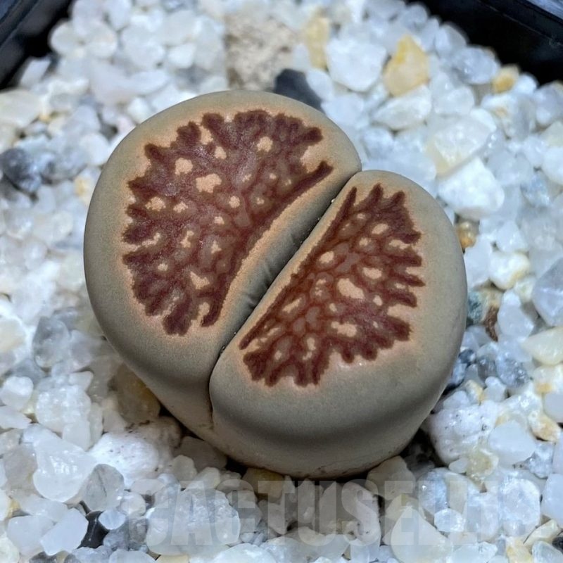 SH21242 Lithops julii 'Kikushogiyoku' hybrid