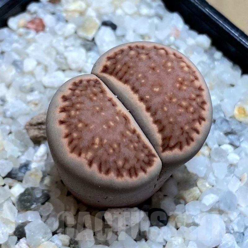 SH21243 Lithops julii 'Kikushogiyoku' hybrid