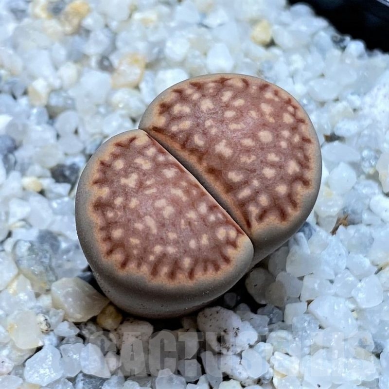 SH21244 Lithops julii 'Kikushogiyoku' hybrid