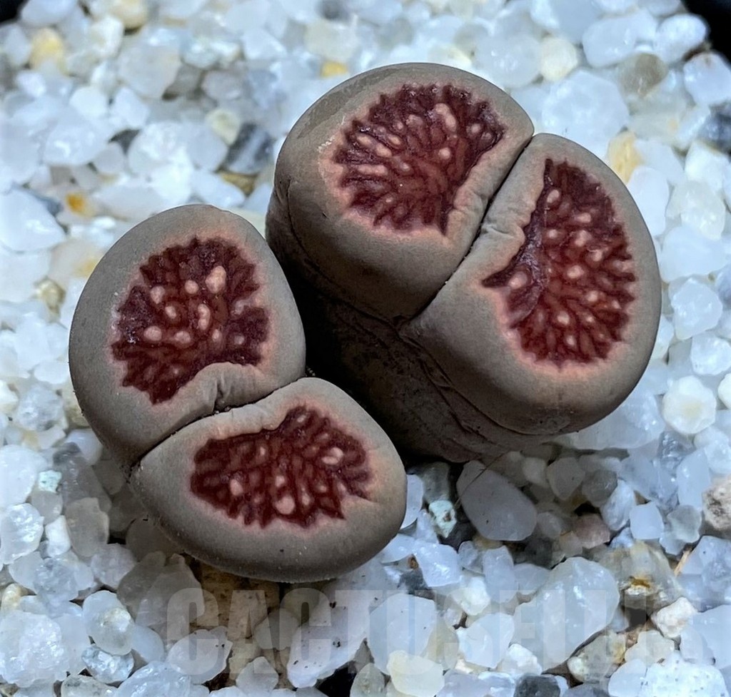 SH21245 Lithops julii 'Kikushogiyoku' hybrid