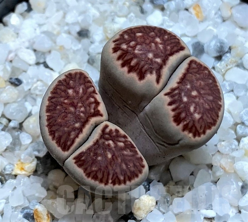 SH21246 Lithops julii 'Kikushogiyoku' hybrid