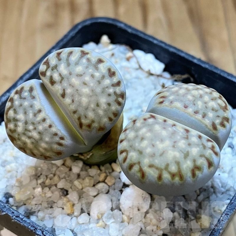 SH21247 Lithops julii ssp. fulleri