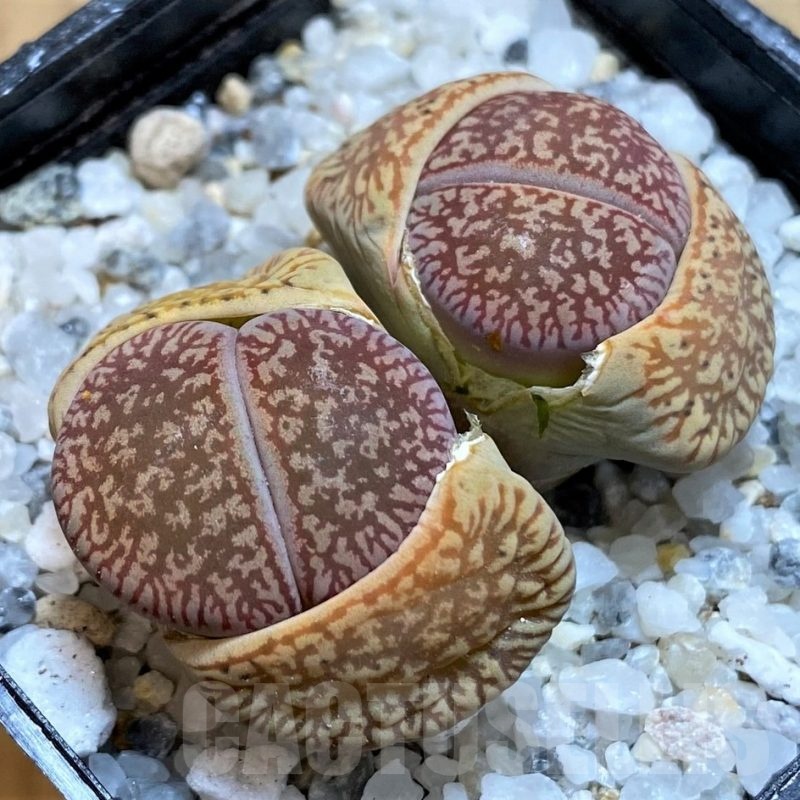 SH21248 Lithops aucampiae v. eunicea C 48