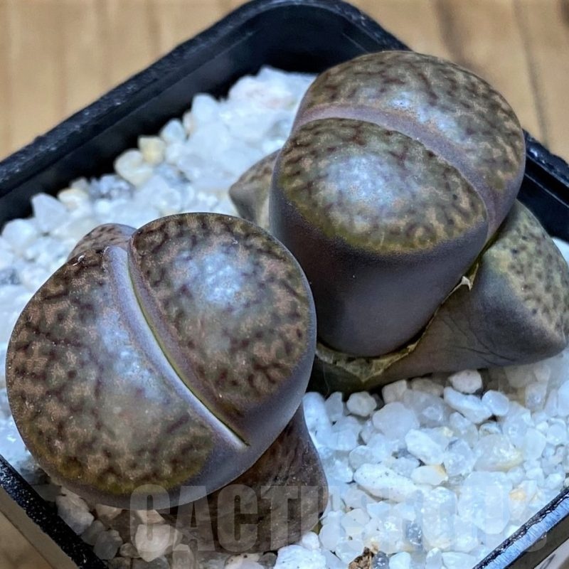 SH21249 Lithops bromfieldii v. glaudinae C393