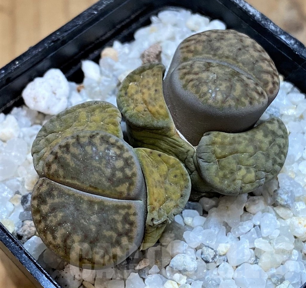 SH21250 Lithops bromfieldii v. glaudinae C393