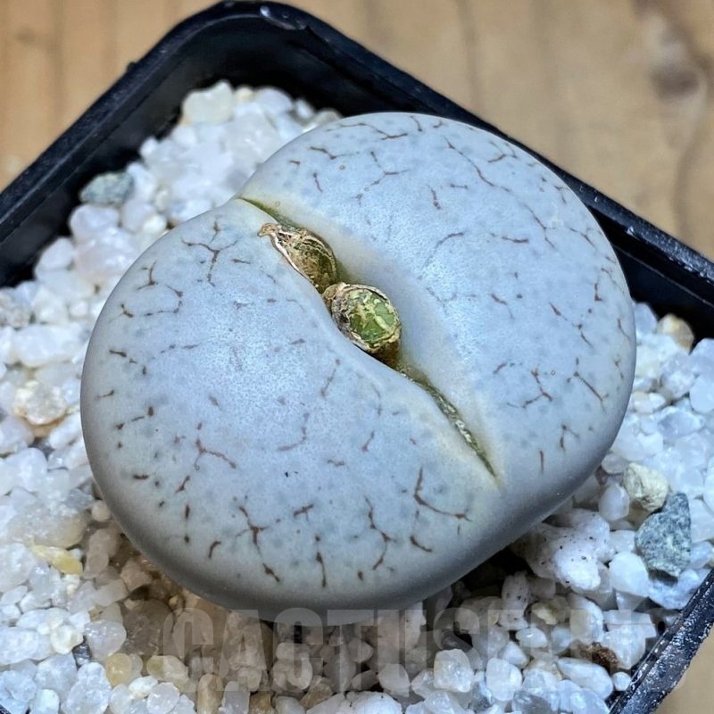 SH21251 Lithops pseudotruncatella ssp. volkii C65