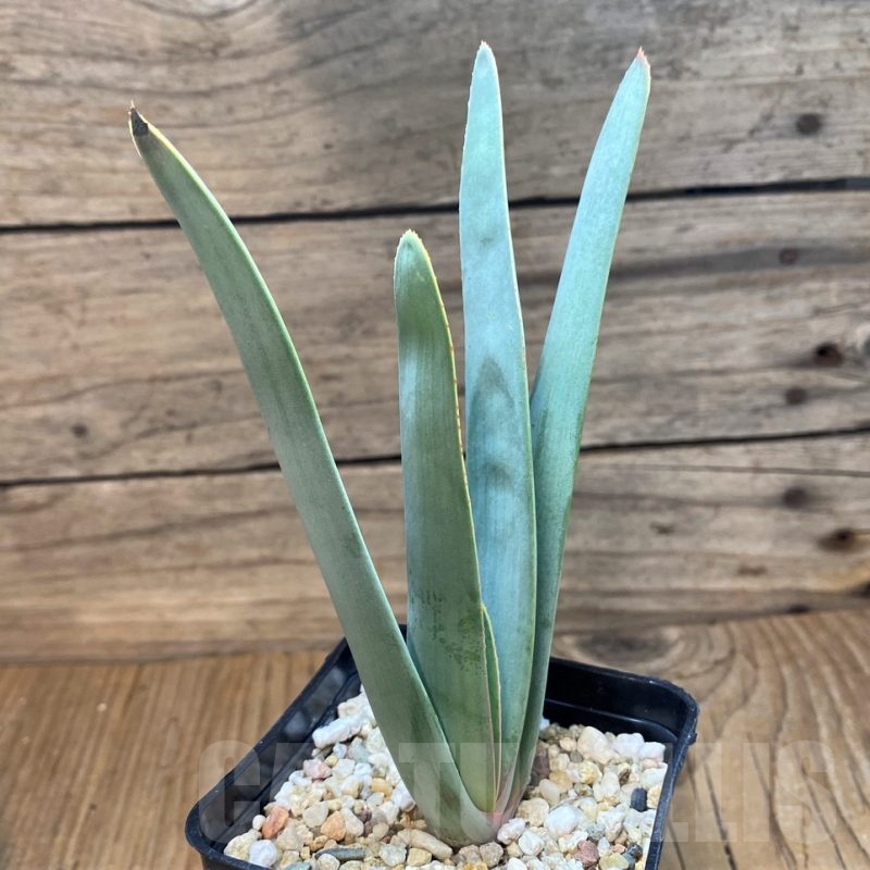 SH21207 Aloe plicatilis