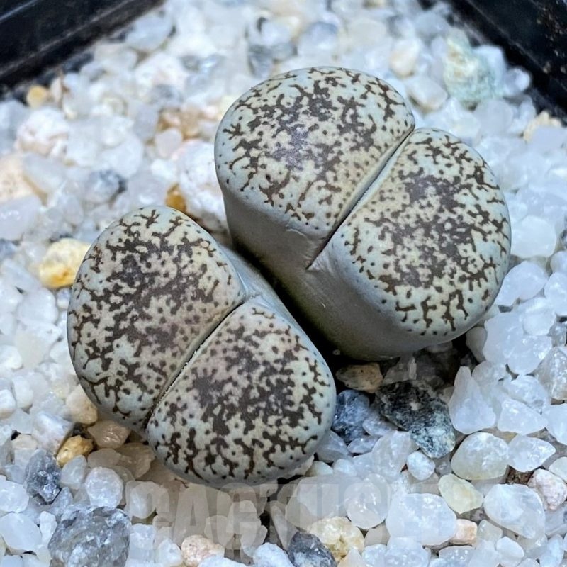 SH21255 Lithops lesliei v. venteri