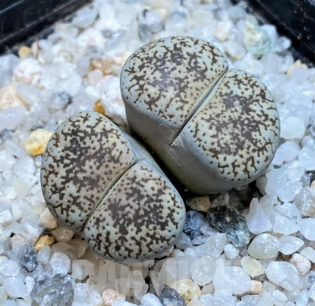 SH21255 Lithops lesliei v. venteri