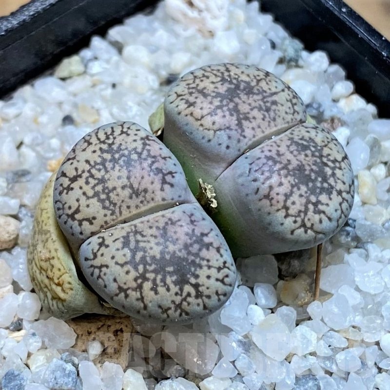 SH21256 Lithops lesliei v. venteri
