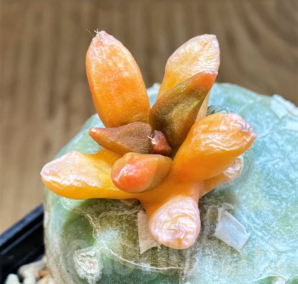 SH21257 Ariocarpus hybrid f. variegata, grafted - Image 2