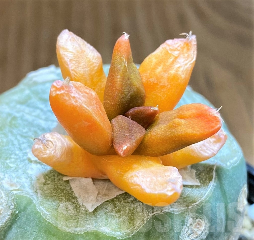 SH21257 Ariocarpus hybrid f. variegata, grafted