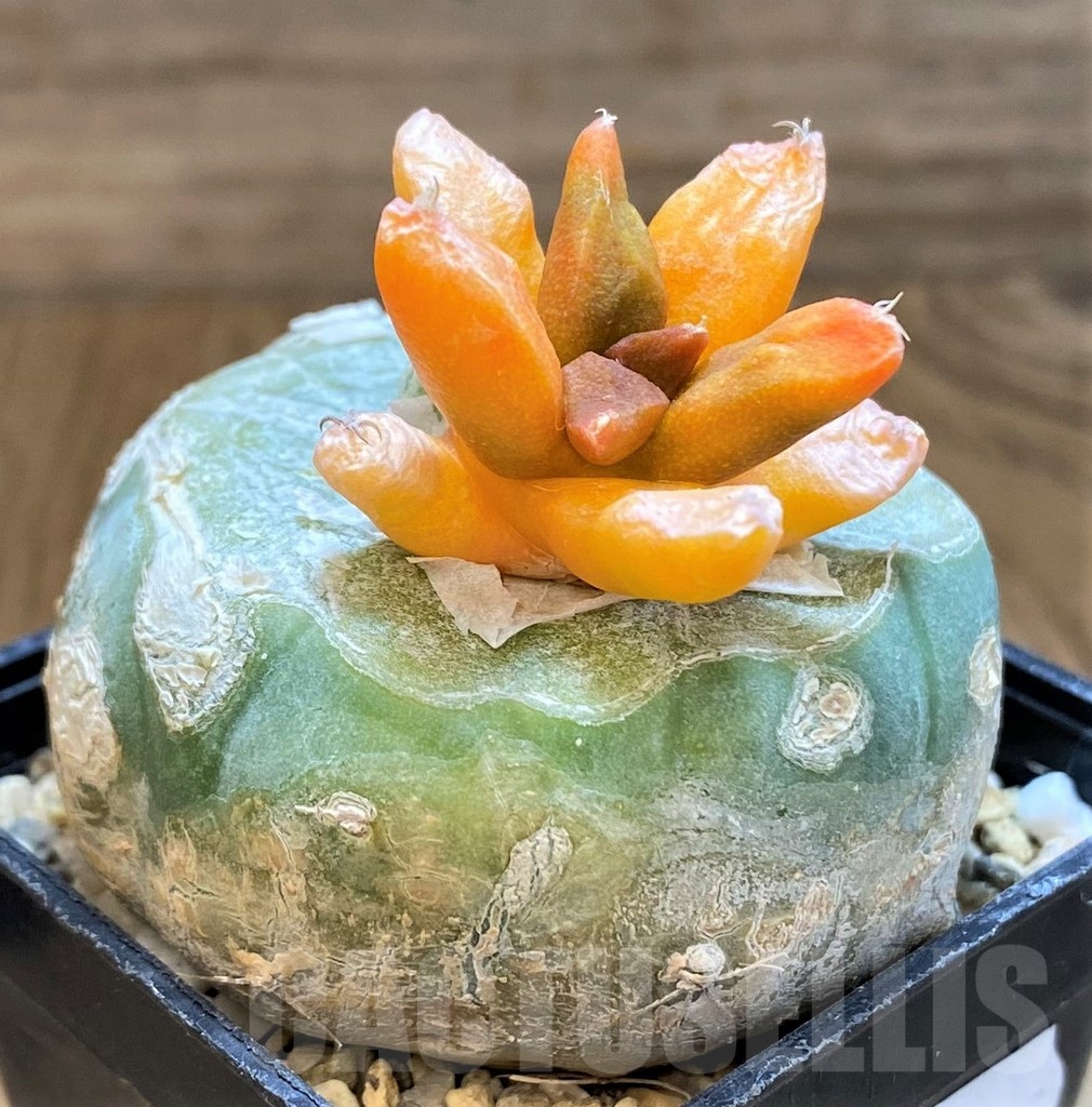 SH21257 Ariocarpus hybrid f. variegata, grafted - Image 3