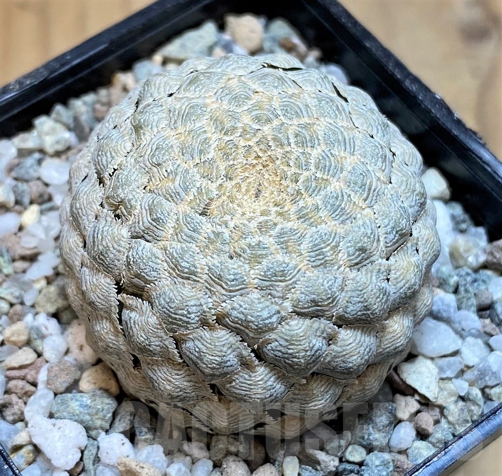 SH21259 Euphorbia piscidermis