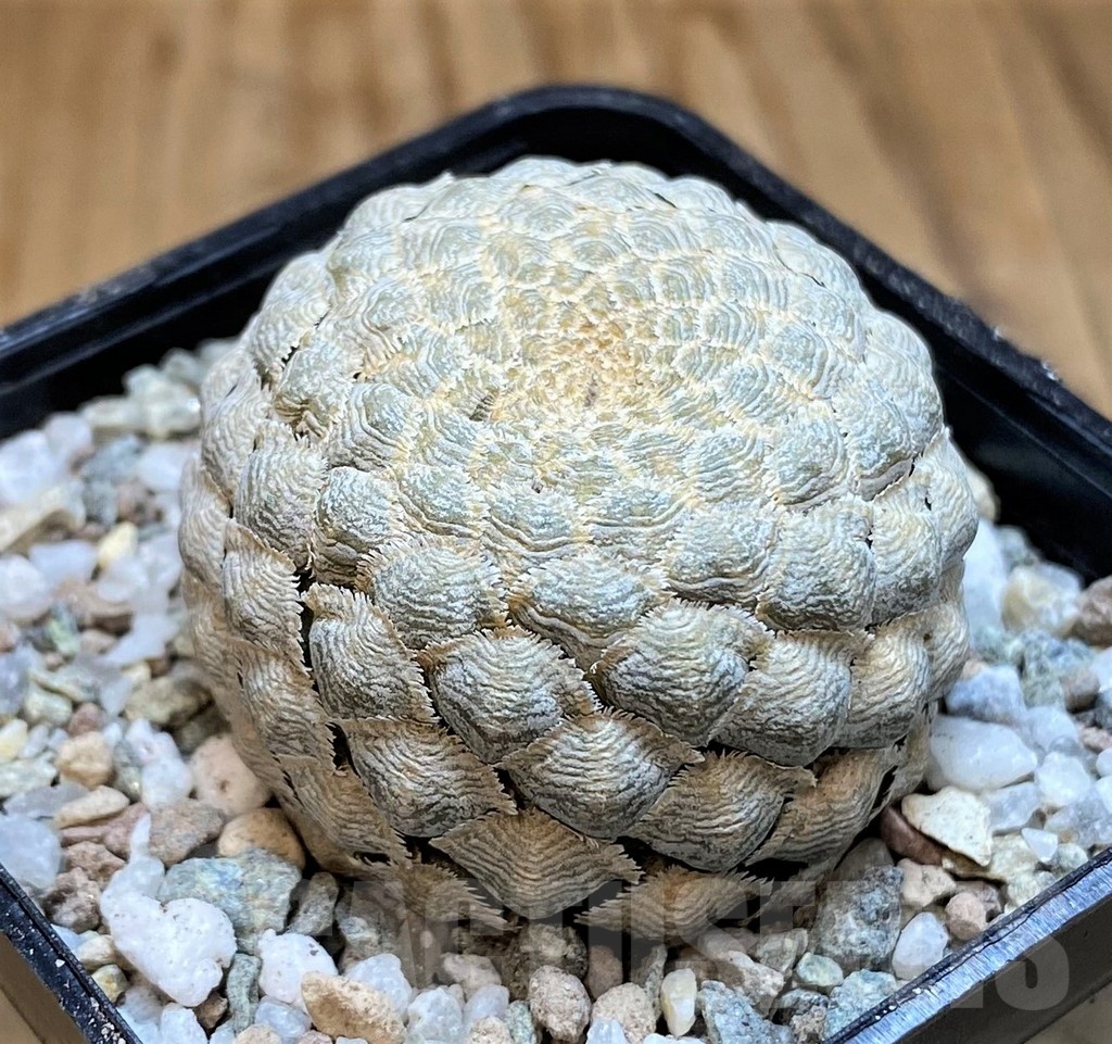 SH21259 Euphorbia piscidermis - Image 2