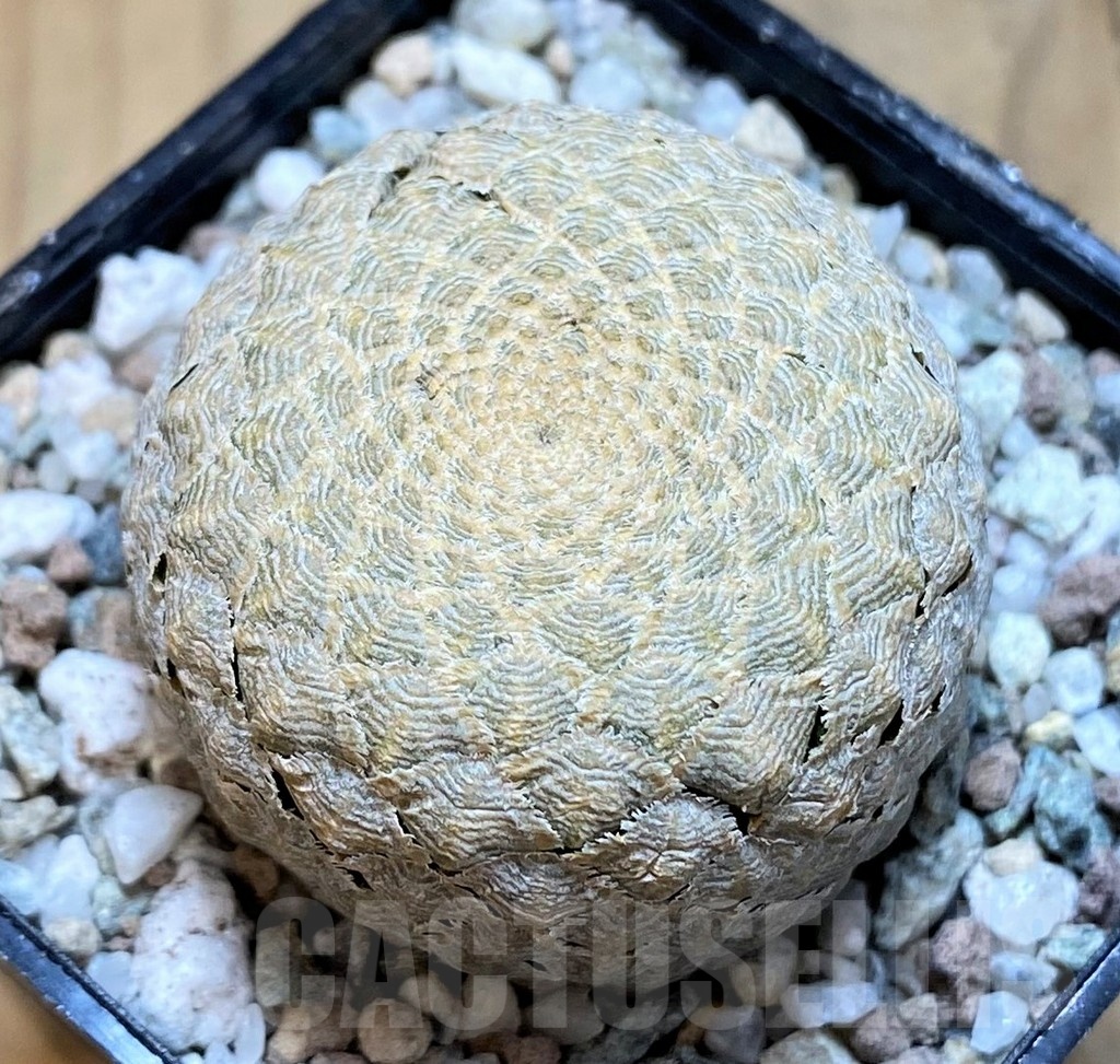 SH21260 Euphorbia piscidermis