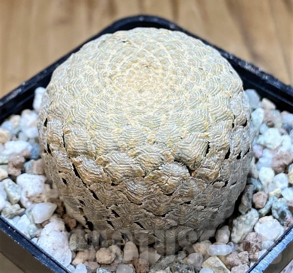 SH21260 Euphorbia piscidermis - Image 2