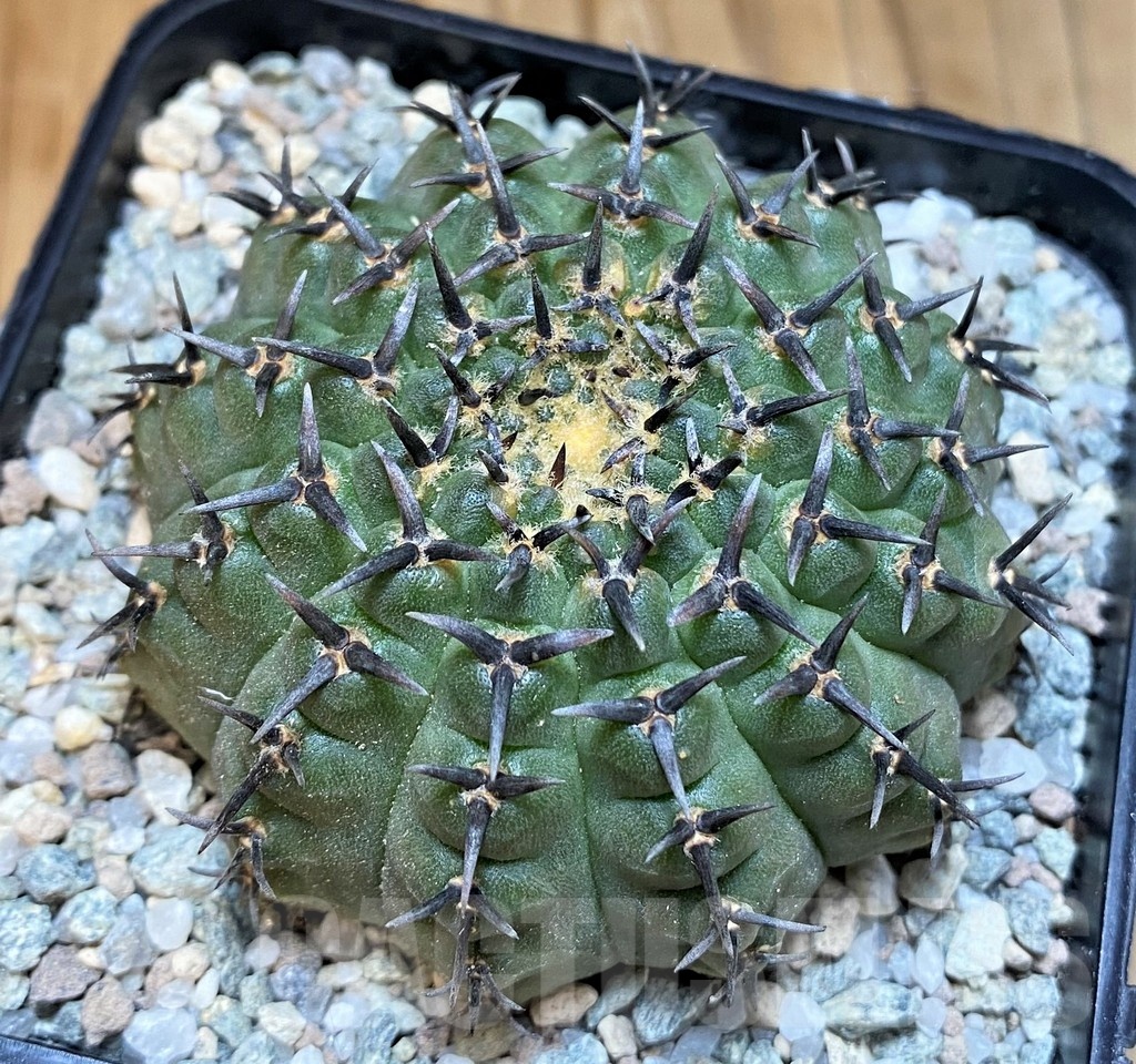 SH21262 Gymnocalycium bodenbenderianum ‘Black Spine’ -Japan-