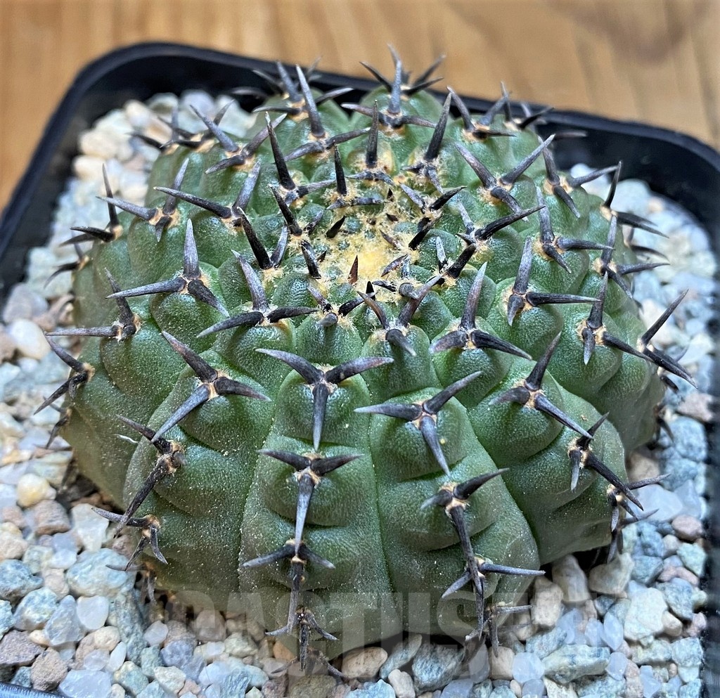 SH21262 Gymnocalycium bodenbenderianum ‘Black Spine’ -Japan- - immagine 2