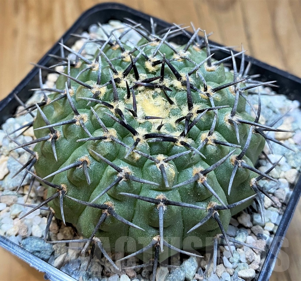 SH21263 Gymnocalycium bodenbenderianum ‘Black Spine’ -Japan-