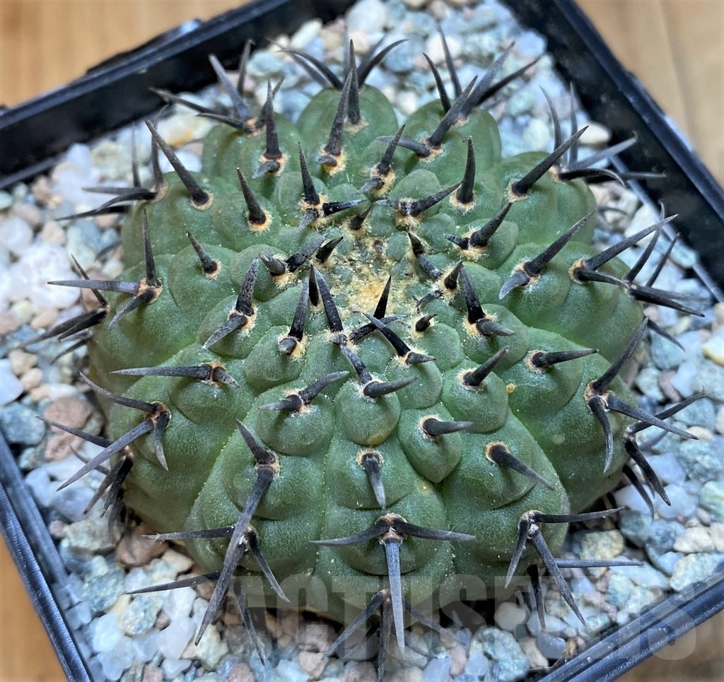 SH21264 Gymnocalycium bodenbenderianum ‘Black Spine’ -Japan-