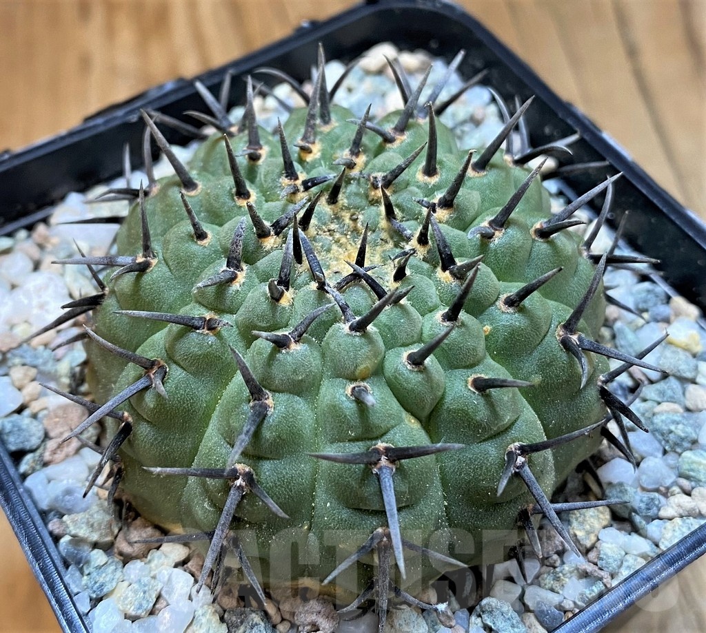 SH21264 Gymnocalycium bodenbenderianum ‘Black Spine’ -Japan- - Imagen 2