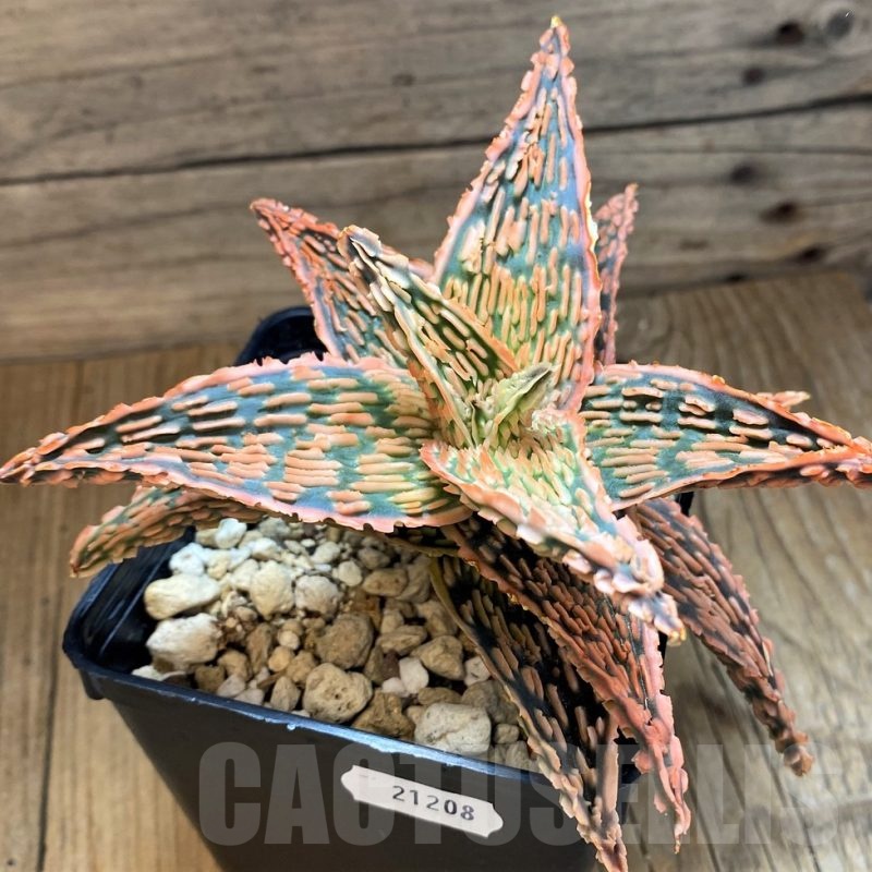 SH21208 Aloe TCT hybrid