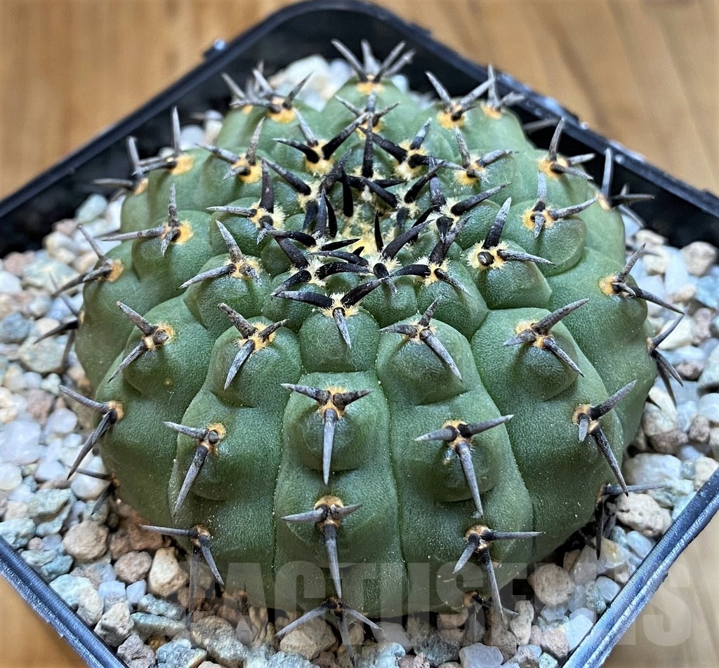 SH21265 Gymnocalycium bodenbenderianum ‘Black Spine’ -Japan-
