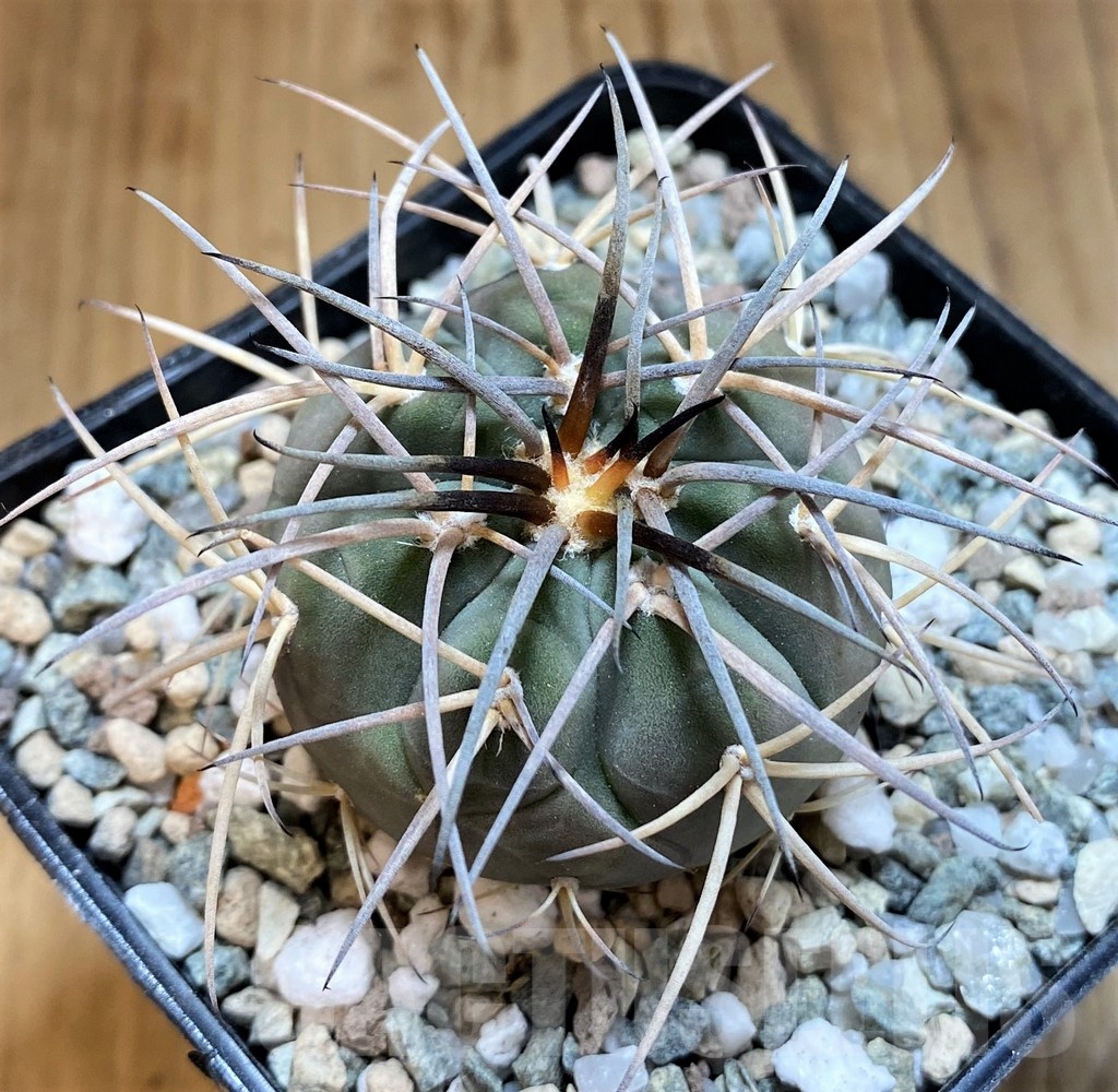 SH21267 Gymnocalycium spegazzinii VoS1005