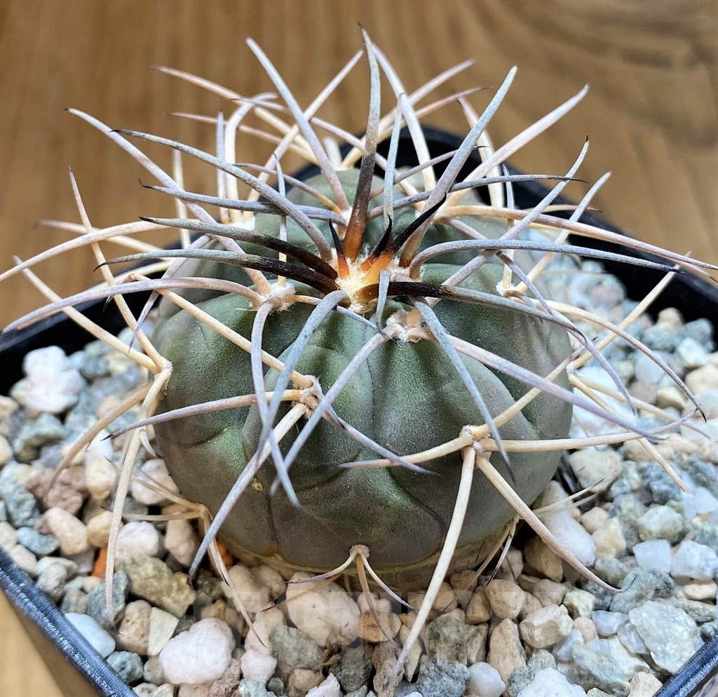 SH21267 Gymnocalycium spegazzinii VoS1005 - Image 2