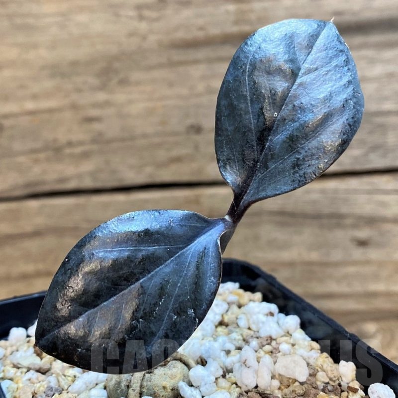 SH21203 Zamioculcas zamiifolia 'Raven Black'