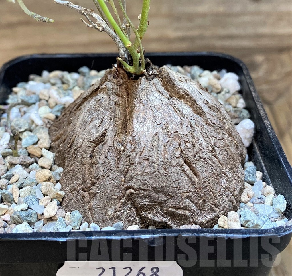 SH21268 Dioscorea sylvatica - Image 2