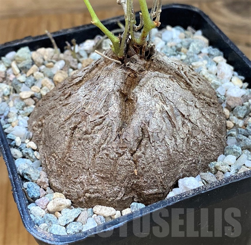 SH21268 Dioscorea sylvatica