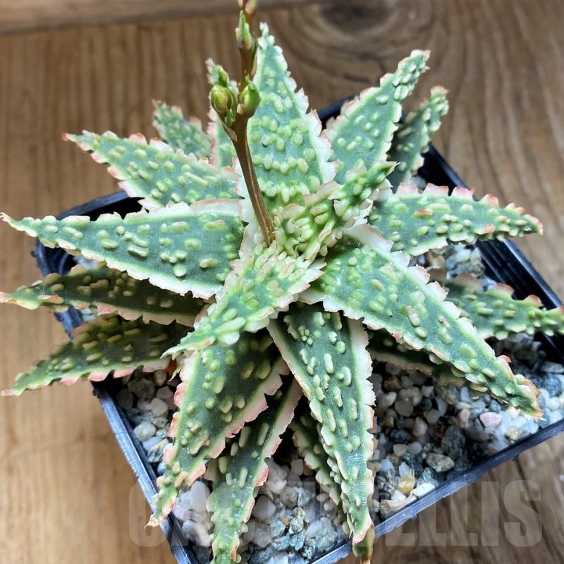 SH21209 Aloe TCT hybrid