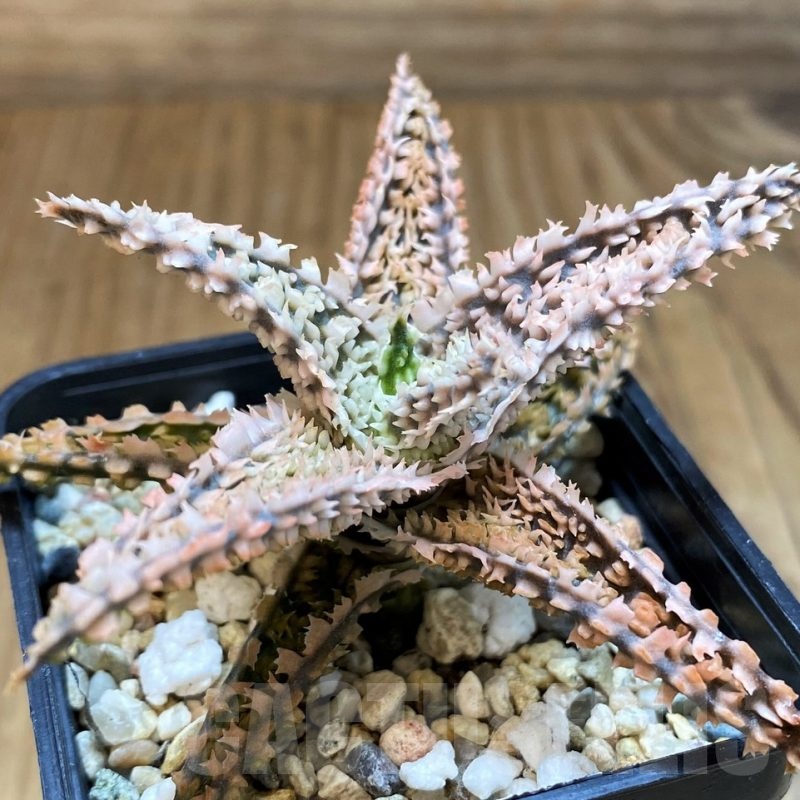 SH21210 Aloe TCT hybrid