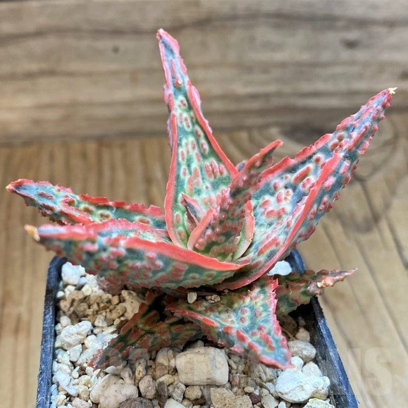 SH21211 Aloe TCT hybrid
