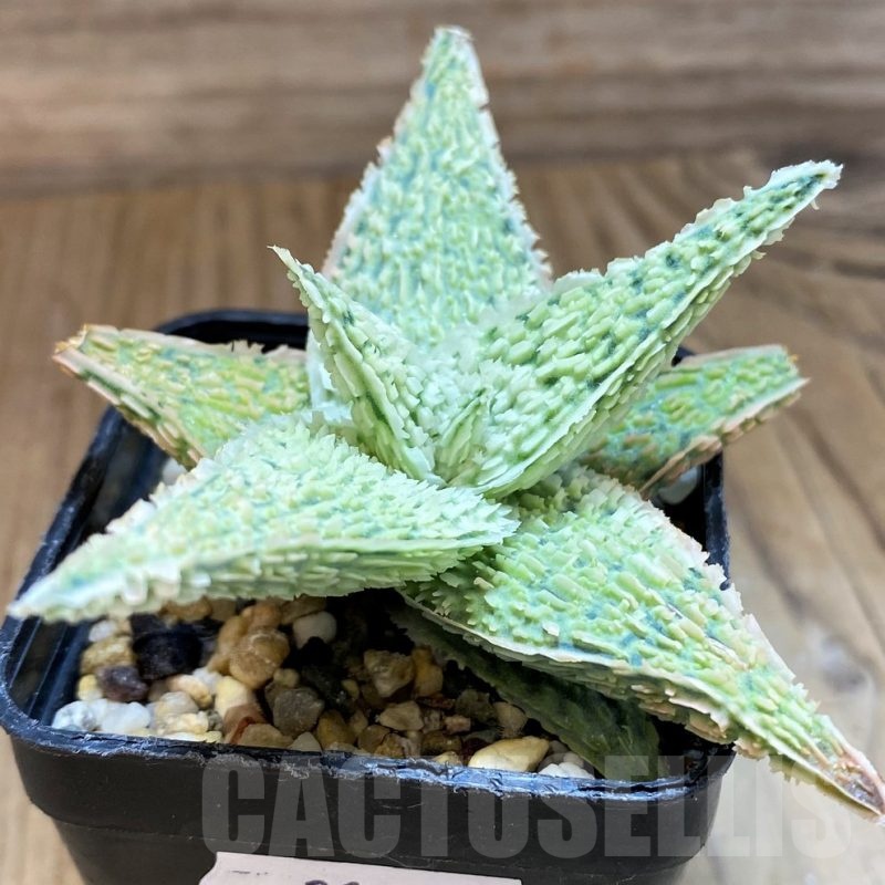 SH21212 Aloe TCT hybrid