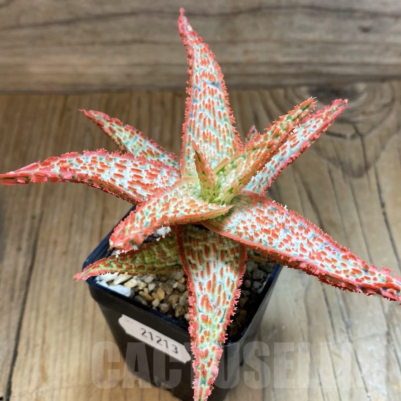 SH21213 Aloe TCT hybrid