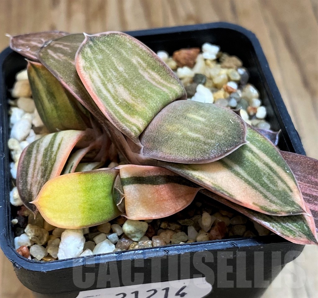SH21214 Gasteria hybrid f. variegata - Image 3