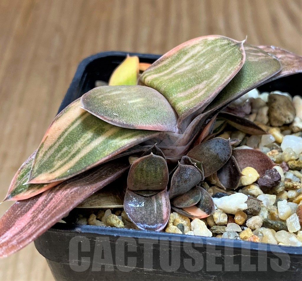 SH21214 Gasteria hybrid f. variegata - Image 2