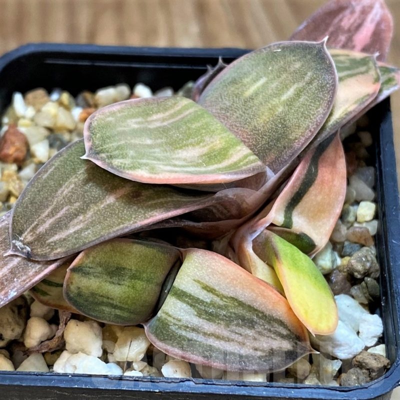 SH21214 Gasteria hybrid f. variegata