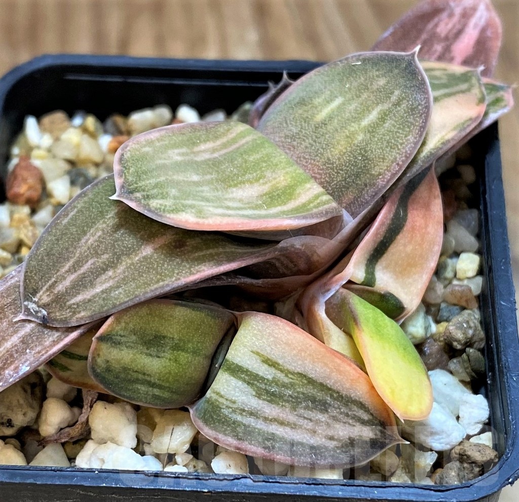 SH21214 Gasteria hybrid f. variegata
