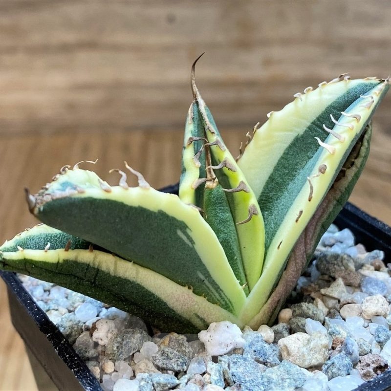 SH21215 Agave titanota ‘Snaggle Tooth’ f. variegata