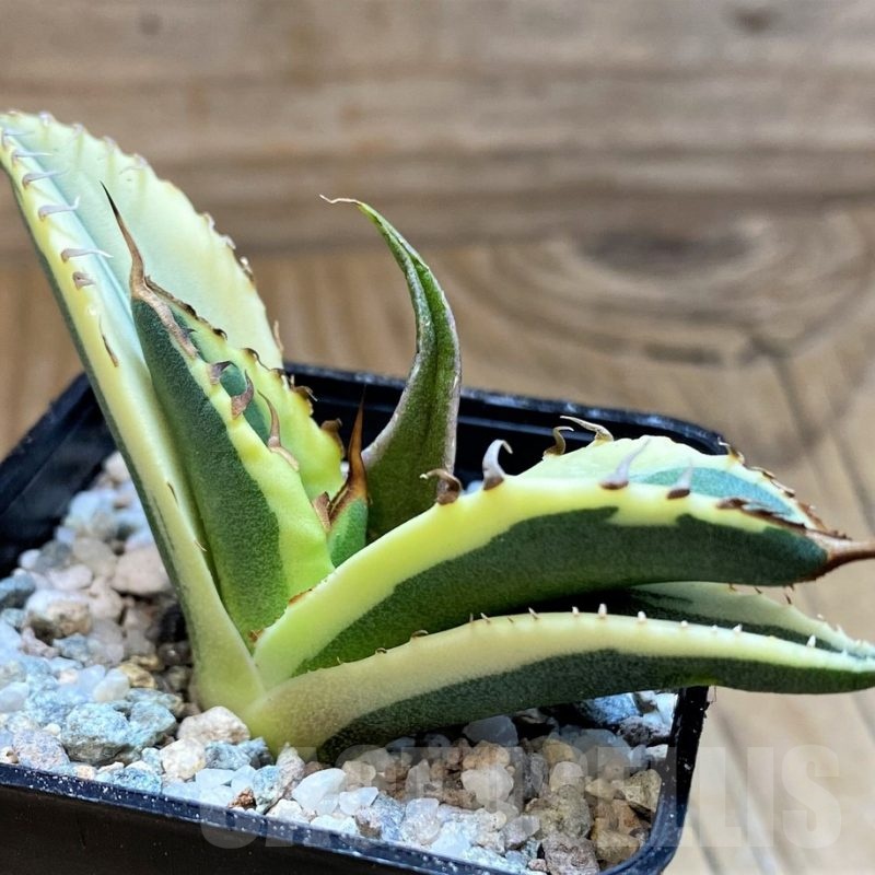 SH21216 Agave titanota ‘Snaggle Tooth’ f. variegata