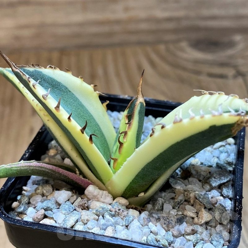 SH21217 Agave titanota ‘Snaggle Tooth’ f. variegata